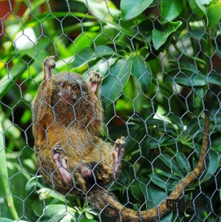 Ecuador: meet the world's smallest Pygmy marmosets